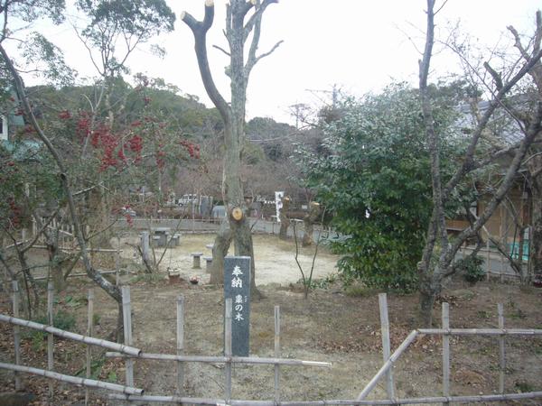 東郷神社の棗の木